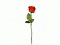 /album/photogallery/rose-gif/